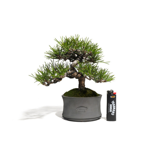 黒松　-Japanese black pine-　（推定樹齢30年） 詳細画像